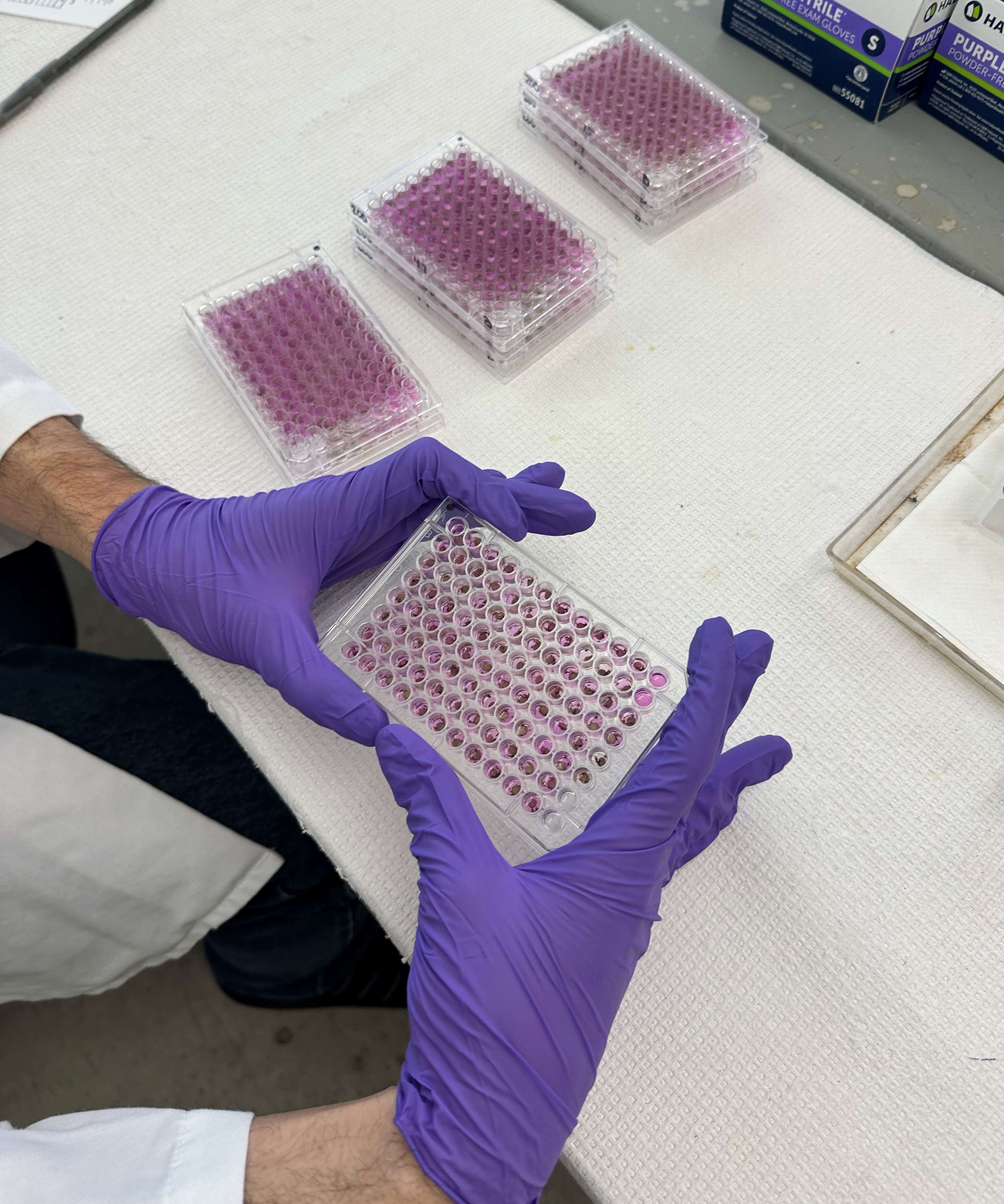 Lab tech holding 96 well plate. Wells are purple in color due to testing reaction. Additional plates are sitting towards left of personnel 