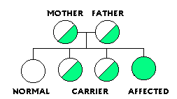 "Ilustración que muestra que cada niño tiene una probabilidad de 1 en 4 (25%) de tener enfermedad de células falciformes si ambos padres portan el rasgo de la célula falciforme."